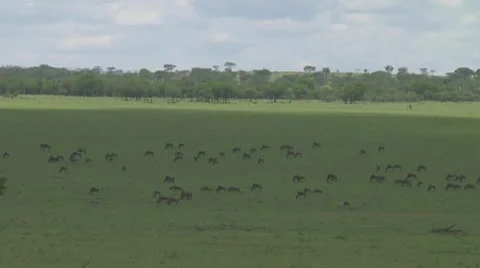 Wildebeest migration Stock Footage 10757690