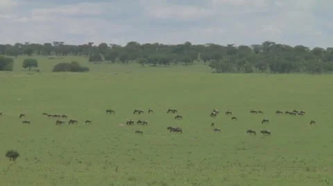 Wildebeest migration Stock Footage 10757692
