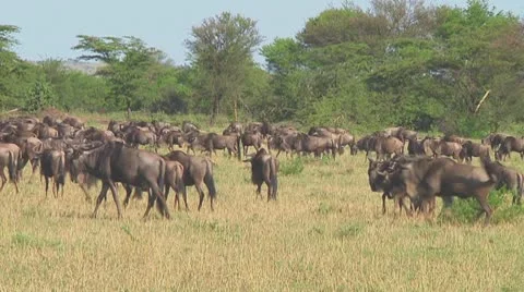 Wildebeest migration Video stock 10757705