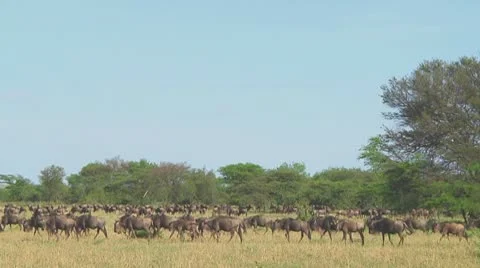 Wildebeest migration Stock Footage 10757714