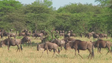 Wildebeest migration Stock Footage 10757720