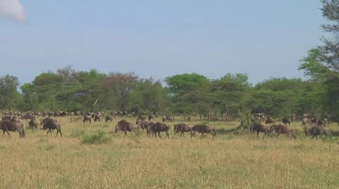 Wildebeest migration Stock Footage 10757728