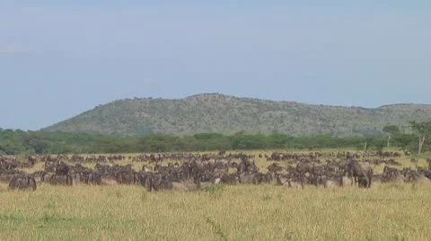 Wildebeest migration Stock Footage 10757735