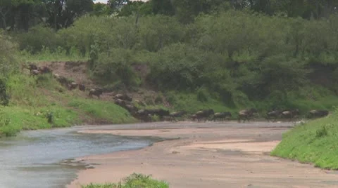 Wildebeest migration Stock Footage 10757755