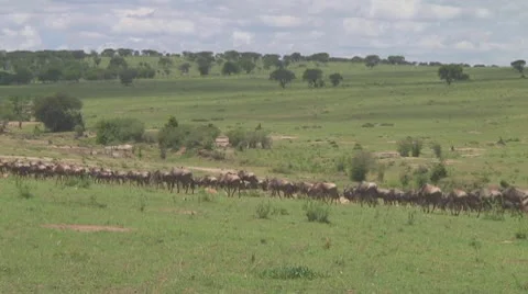 Wildebeest migration Stock Footage 10757767