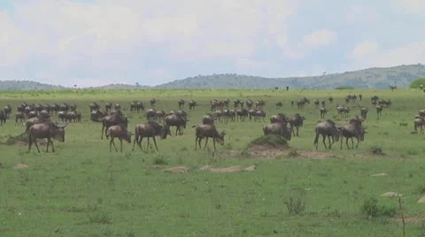 Wildebeest migration Stock Footage 10757768