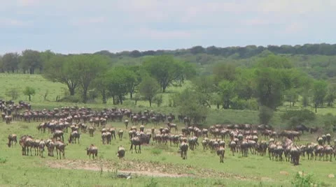 Wildebeest migration Video stock 10757773