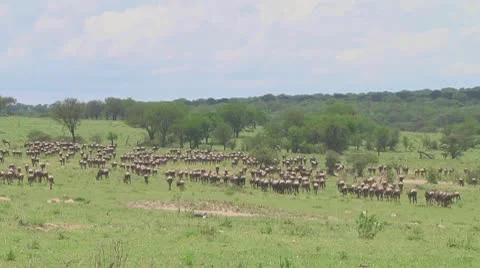 Wildebeest migration Stock Footage 10757778