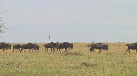 Wildebeest migration Stock Footage 10757790