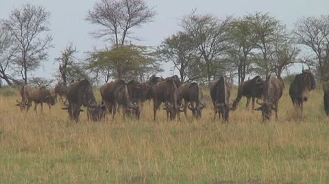 Wildebeest migration Stock Footage 10757807