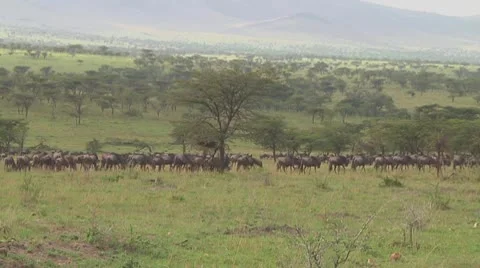 Wildebeest migration Stock Footage 10757810