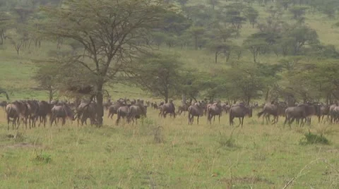 Wildebeest migration Stock Footage 10757820