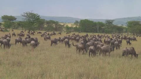 Wildebeest migration Stock Footage 10757824