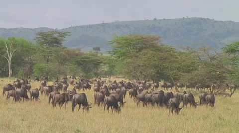 Wildebeest migration Stock Footage 10757829