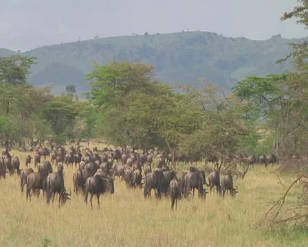 Wildebeest migration Stock Footage 10757831