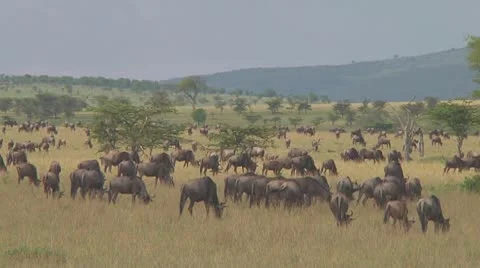Wildebeest migration Stock Footage 10757841