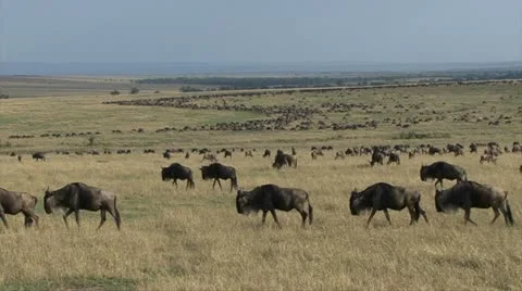 WILDEBEEST MIGRATION. Video stock 14265004