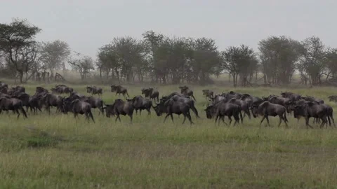 Wildebeest migration Stock Footage 217658792
