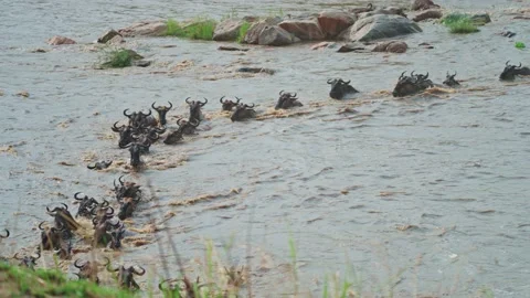Wildebeest migration Stock Footage 217721165