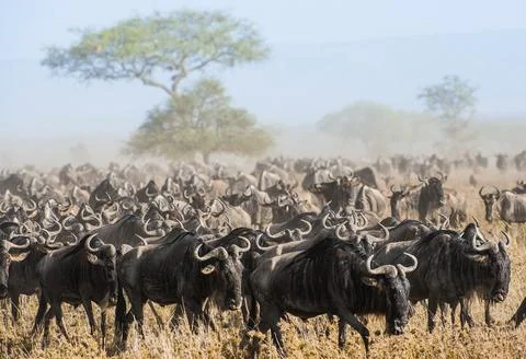 Wildebeest migration. The herd of migrating antelopes goes on dusty savanna.  Stock Photos