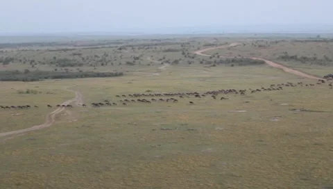 Wildebeest Migration from Hot Air Balloon Stock Footage 8568675