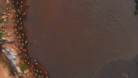 Wildebeest migration in Kenya Stock Footage 193999613