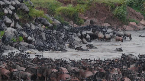 Wildebeest migration in Kenya Stock Footage 194000048