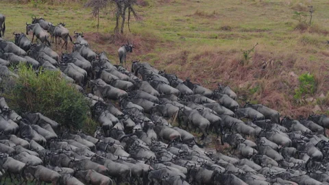 Wildebeest migration in Kenya Stock Footage 194007704
