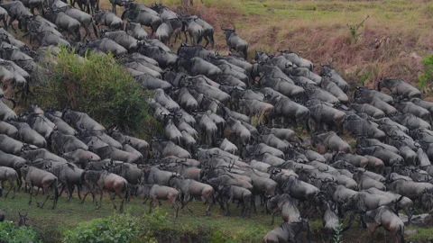 Wildebeest migration in Kenya Stock Footage 194008357