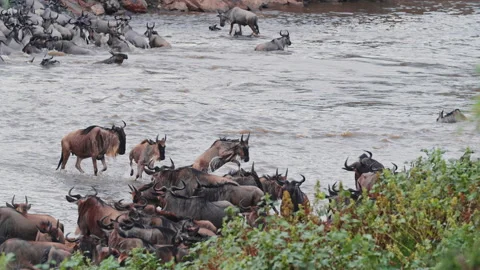 Wildebeest migration in Kenya Stock Footage 194008437