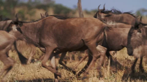 Wildebeest migration in Kenya Stock Footage 194008970