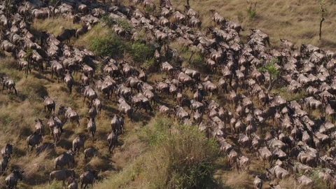 Wildebeest migration in Kenya Stock Footage 194009411