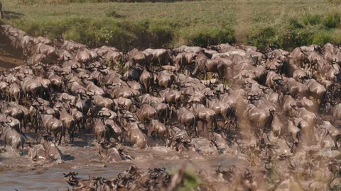 Wildebeest migration in Kenya Stock Footage 194009526