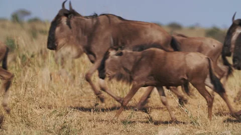 Wildebeest migration in Kenya Stock Footage 194009545