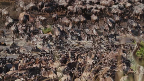 Wildebeest migration in Kenya Stock Footage 194095799