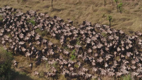 Wildebeest migration in Kenya Stock Footage 194119607