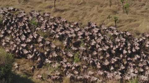 Wildebeest migration in Kenya Stock Footage 194119611