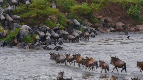 Wildebeest migration in Kenya Stock Footage 194137053