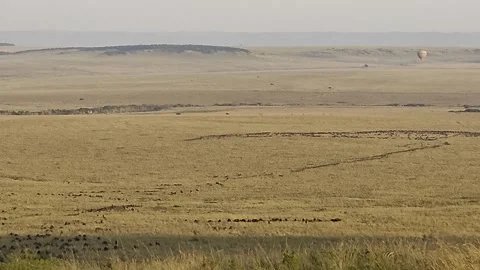 Wildebeest migration in Maasai Mara with zebras grazing Stock Footage 314265933