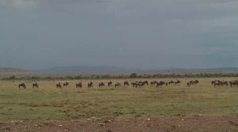 Wildebeest Migration in the Masai Mara (HD) Stock Footage 8694444