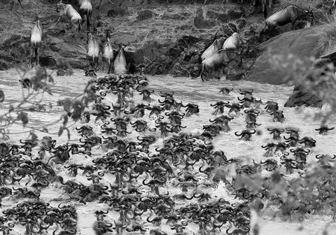 Wildebeest migration Stock Photos