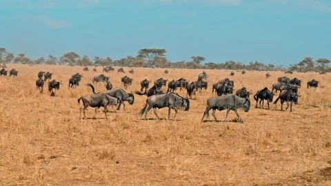 Wildebeest migration in Serengeti Stock Footage 73818459