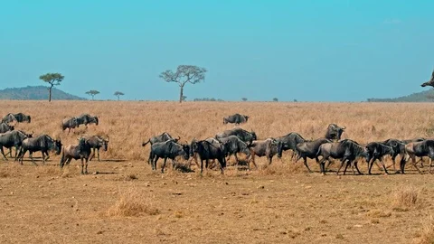 Wildebeest migration in Serengeti Stock Footage 73818822