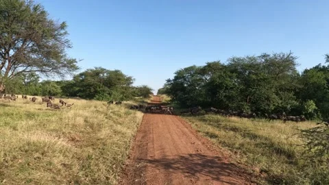 Wildebeest Migration in Tanzania #1 Stockbeeldmateriaal 234239593