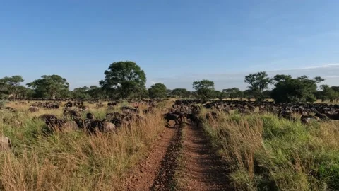 Wildebeest Migration in Tanzania #2 Stockbeeldmateriaal 234240018