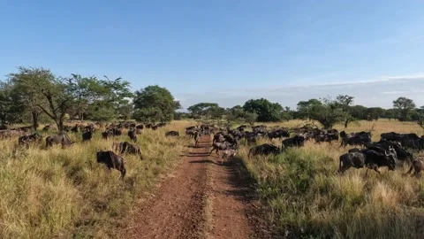 Wildebeest Migration in Tanzania #3 Stockbeeldmateriaal 234240072