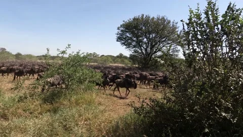 Wildebeest Migration in Tanzania #4 Stockbeeldmateriaal 234240074