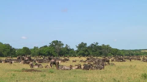 Wildebeest migraton Stock Footage 10563575