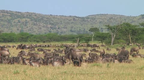 Wildebeest migraton Stock Footage 10687048