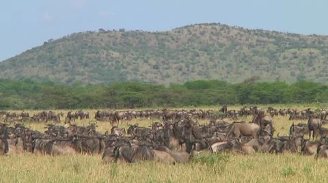 Wildebeest migraton Stock Footage 10717486
